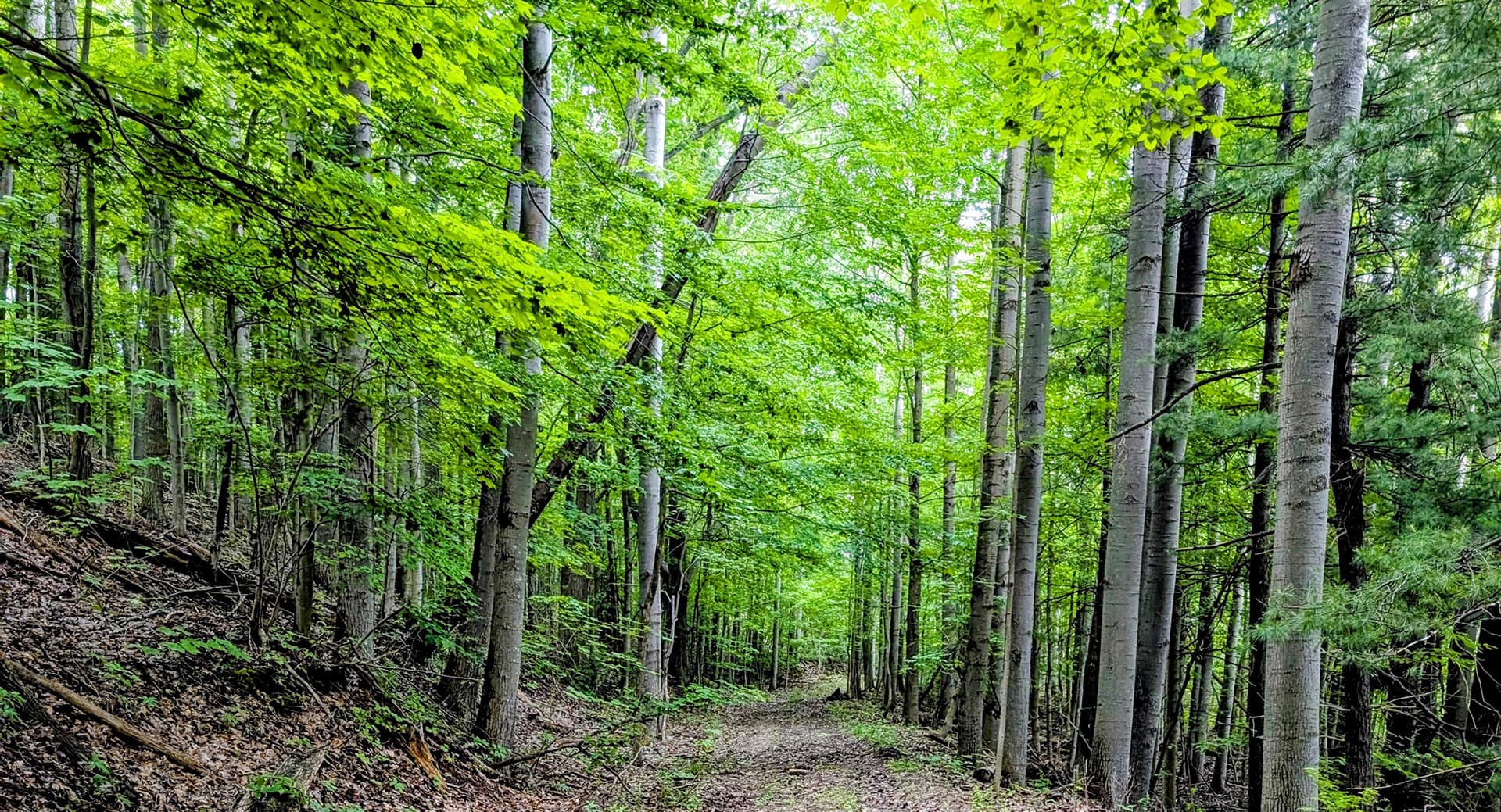 A peaceful forest path lined with tall green trees.