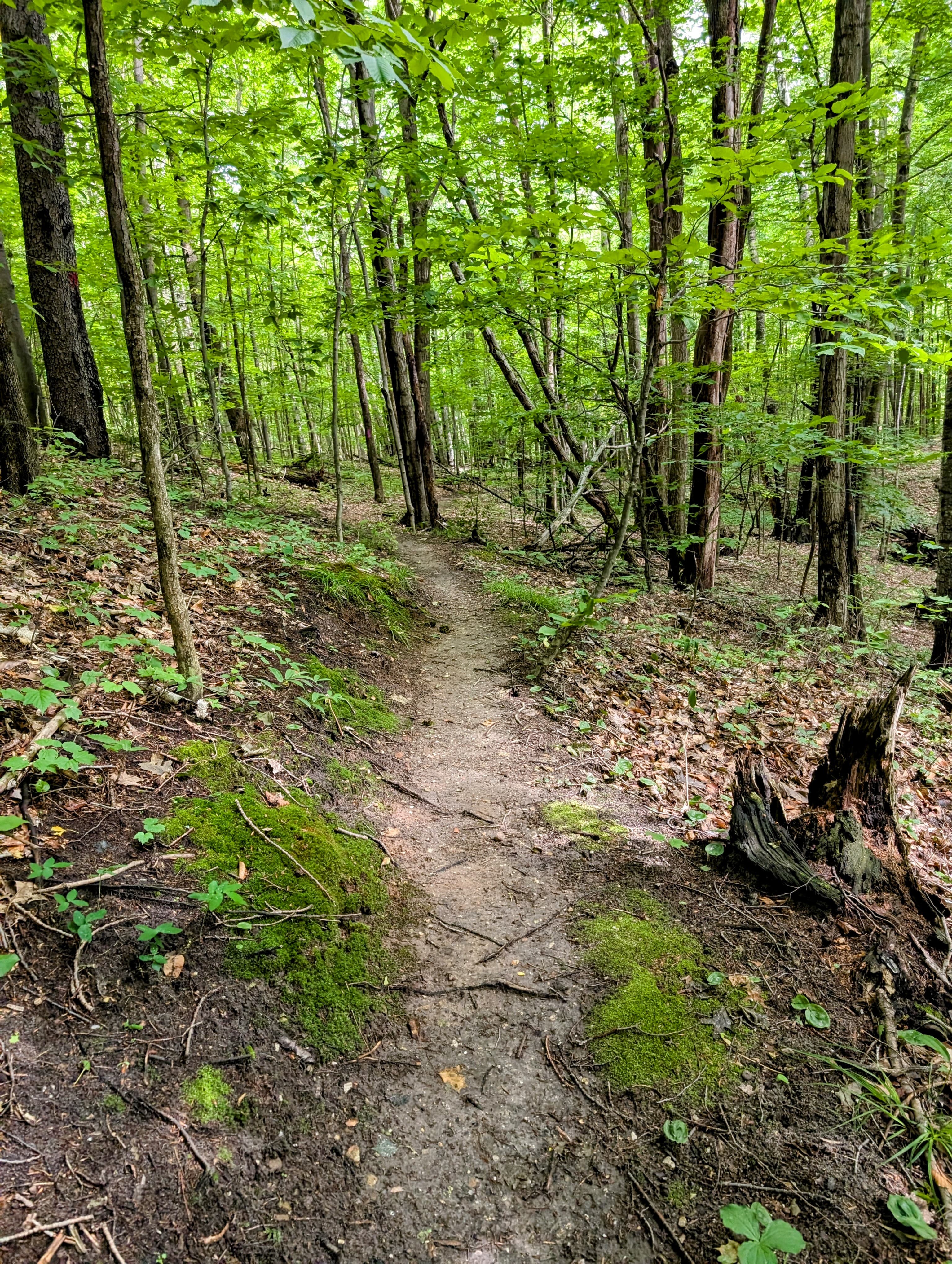 A narrow dirt trail winds through a lush green forest.
