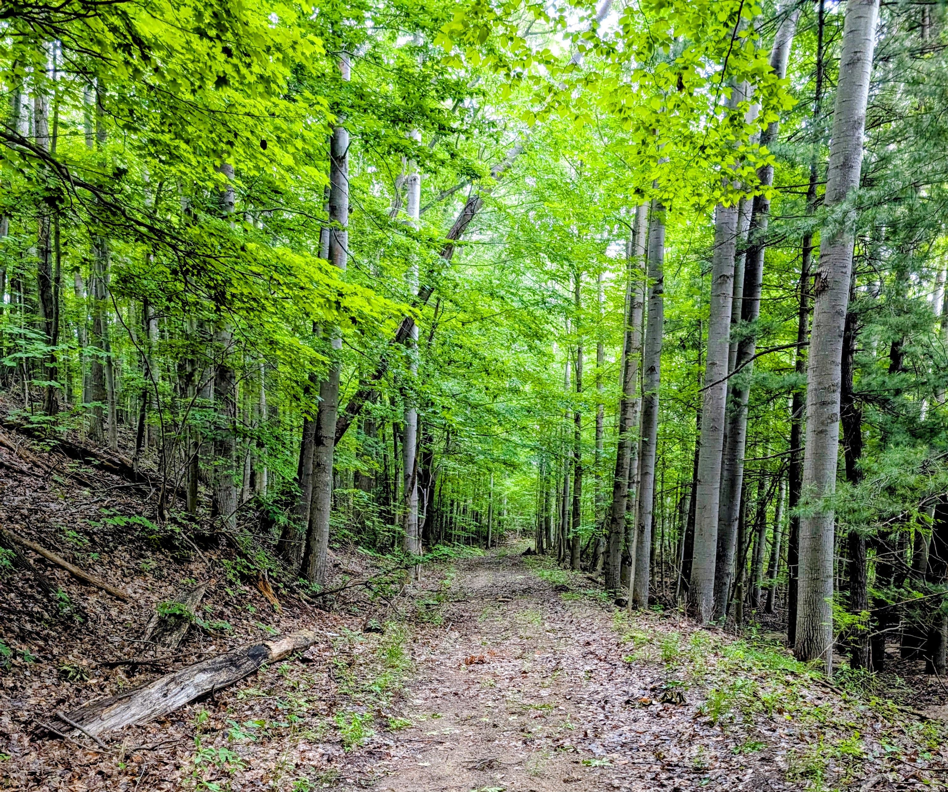 A serene dirt path lined with lush green trees in a dense forest.