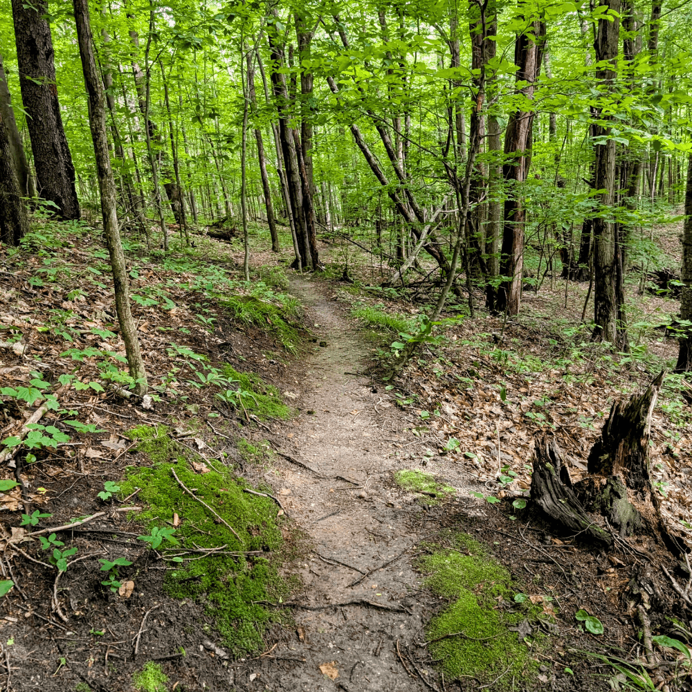 A narrow trail winds through a lush green forest, surrounded by trees and underbrush.